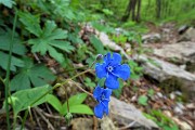 60 Fiori di Veronica comune - 'Occhi della Madonna'